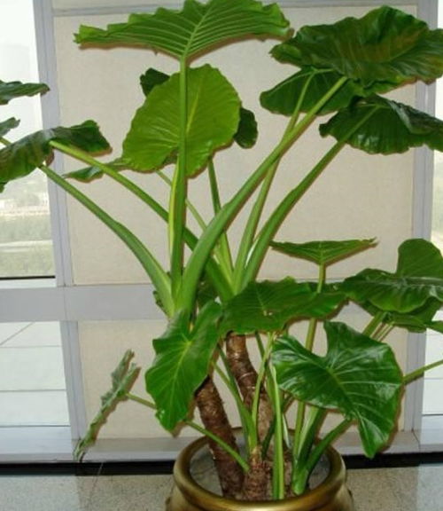 水多了怎么办？