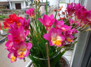 室内花卉的选择