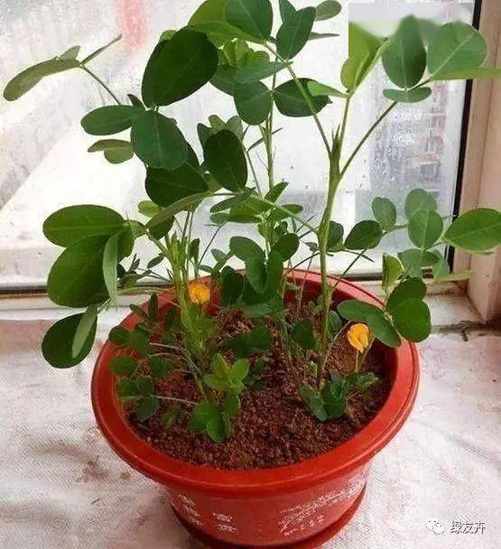 花生生长，从一粒种子到丰满果实