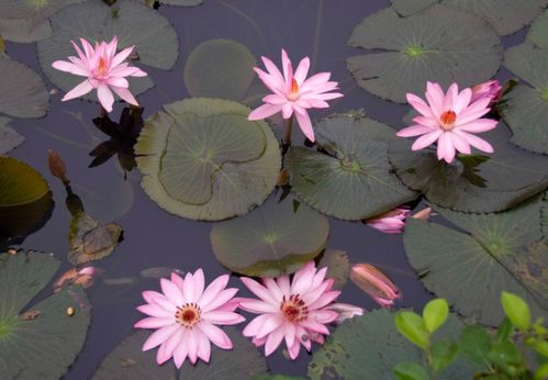 第二步：泡营养液， 就像喂宝宝