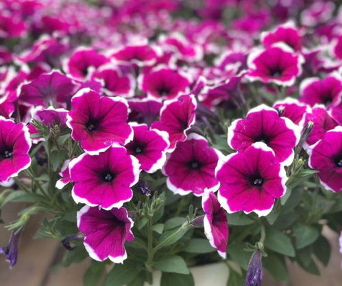 形状， 大小，颜色，dou来瞧一瞧