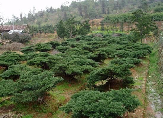 惯与铺地柏的种植时机