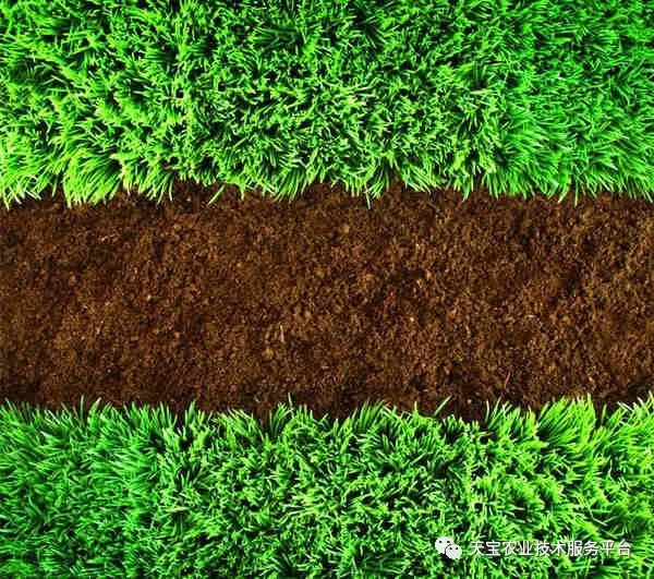 乙草胺， 你的效果真不错