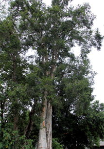 相思树的开头之路