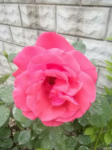 花中皇后 紫皇后月季的美丽传奇