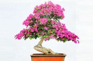 紫薇夏日 荷花清凉