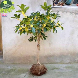 最旺宅的植物是哪些？这几种植物真的能让家旺起来吗