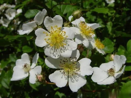 蔷薇花儿的五彩斑斓