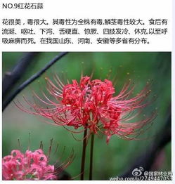 五种常见植物， 我来帮你认