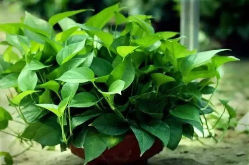 首选绿萝：生机勃勃的清新使者