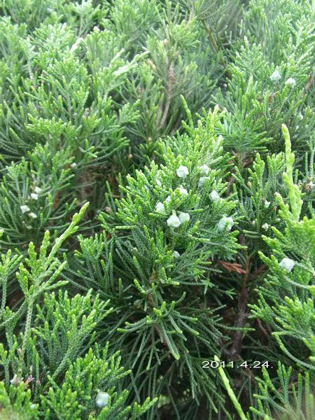 一、柏树花的神秘面纱