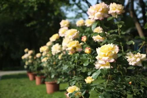 月季花在哪个月份开放？它属于哪个季节的花朵呢？