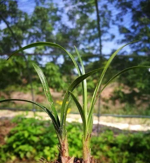兰花小苗移栽后如何养护才能快速生根