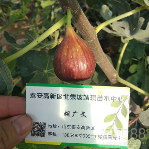 “全球哪些地区的无花果品质最好，适合寻找最佳产地