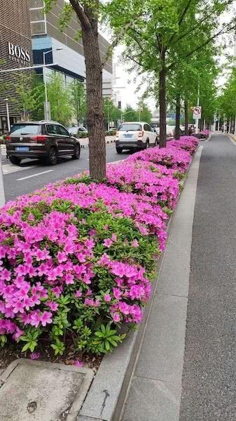 广州绿化带的四季花草品种丰富吗？