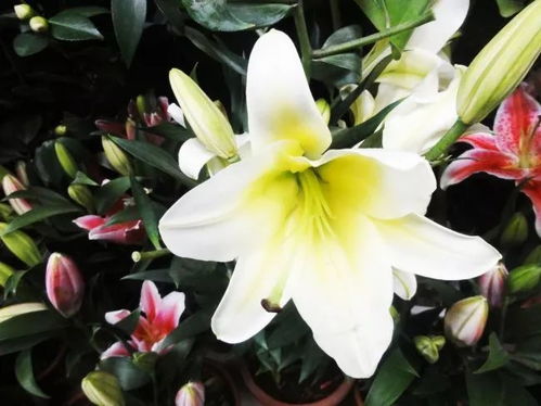 春日百合绽放指南：最佳观赏期与养护要点一览