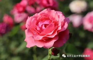 月季花在北方的种植小秘籍