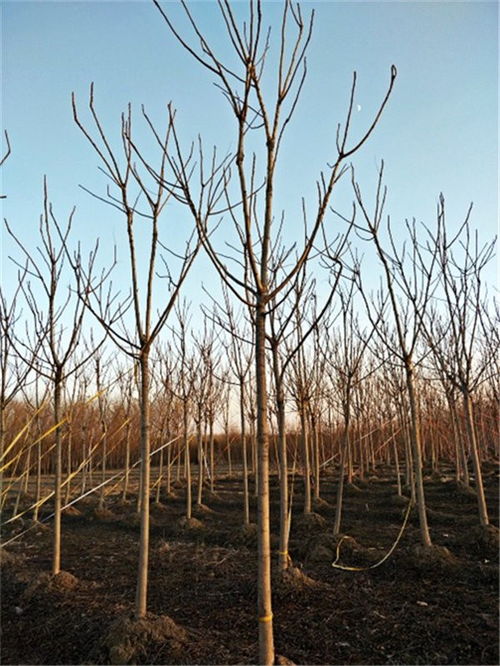 千头椿批发价大揭秘