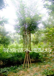 松树的形态与生长特点