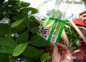 换土后的浇水学问