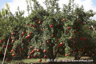 石榴树的价格参考：具体价格与购买建议