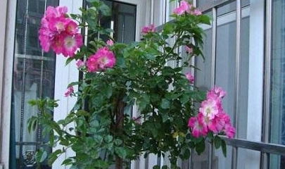 蔷薇不开花的那些原因