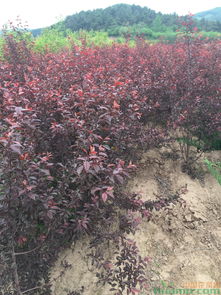 苗木信息一览表