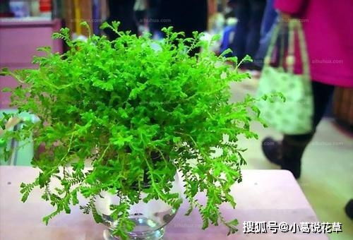 矮小耐阴， 美观又实用