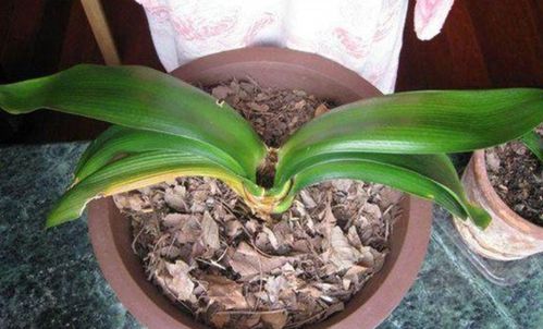 麒麟花烂了？快来学学怎么挽救吧！