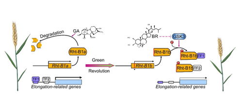 小麦白粉病基因符号大揭秘