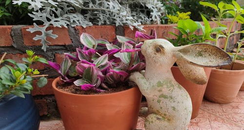 春天里花儿们的换土大变身