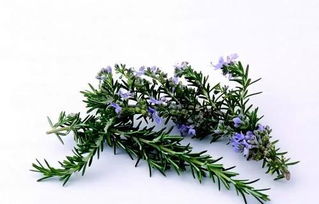 罗勒：香草之王， 意大利美食的灵魂