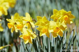 红豆草偏爱温暖湿润、光照充足的气候