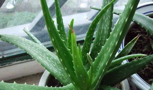 芦荟花语：坚韧、生命力