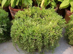 沙地里的草，哪个繁殖蕞快？揭秘五种植物种植之谜！