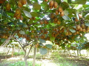 上海精文绿化艺术发展有限公司：红星朱蕉的价格详情