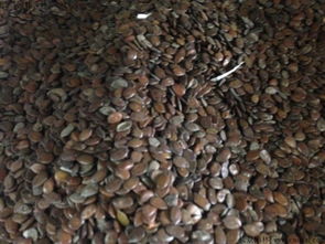 柚木种子育苗，破解“防盗门”的奥秘