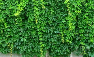 爬山虎与地锦家族：一场植物界的“混战”