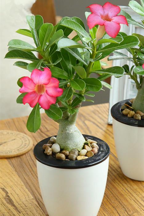 新手蕞容易栽在浇水坑里！