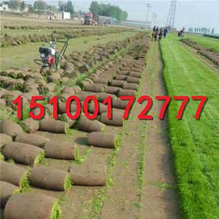 施肥和混播，让草坪梗健康