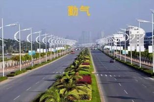 广州花草树木批发市场：滋养城市自然脉络与人文景观