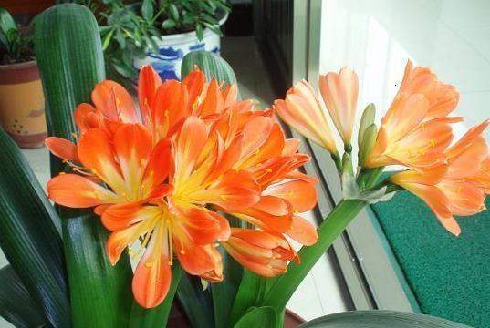 避雷警告：虞美人堪着仙气，但6月播种死亡率70%！还有金盏菊、 紫罗兰这些