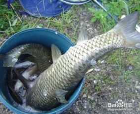 秋田狐鱼钩，适合拉饵