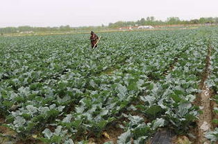 李家曹村，收获蔬菜的喜悦