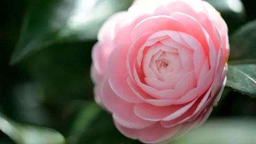 探秘山茶花：揭秘其独特功效与养生之道