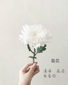 请问有哪些花朵的花语适合用来表达歉意