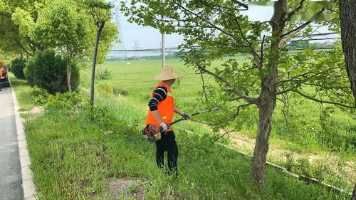 行道树选择那些事儿