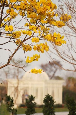 黄花风铃木：落叶前的爆发