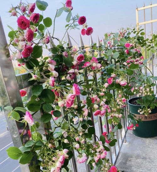 藤彩虹月季：多彩花色，造型美观