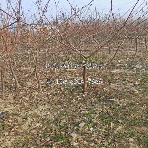 雨后黄金施肥期